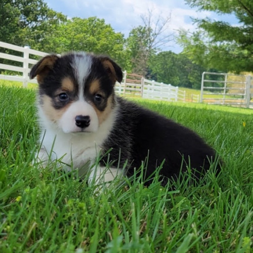 �t��ata Pembroke Welsh Corgi na prodej.