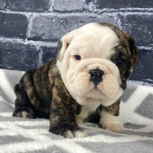 anglick� buldok �t��ata na prodej