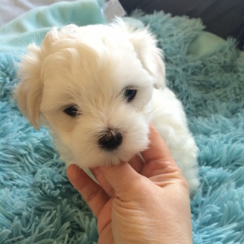 maltsk� �t��ata na prodej.