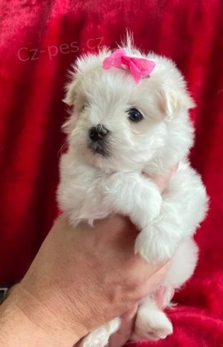 �ajov� ��lek malt�zsk�ch �t��at na prodej.