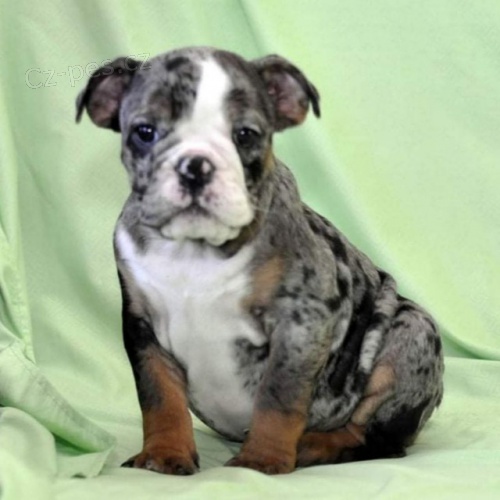 Anglick� buldok �t��ata k adopci