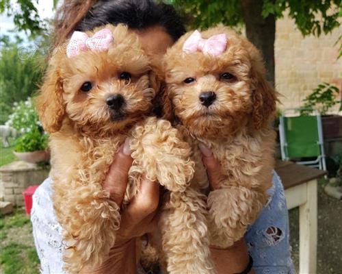 �t��ata Barboncino k adopci