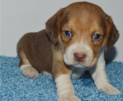 Krsn beagle drek k adopci zdarma