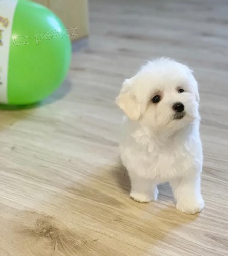 Malt�zsk� ps�k bez PP