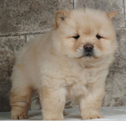 Registrovan� �t��ata Chow Chow pro nov� domov