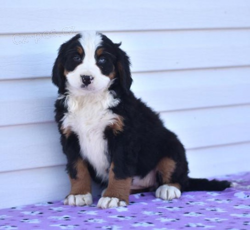Ohromuj�c� �t��ata bernsk�ho sala�nick�ho psa