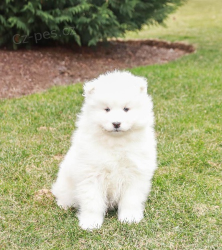 Milujc tata Samoyed k adopci