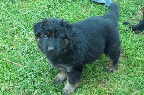 N�meck� ov��k