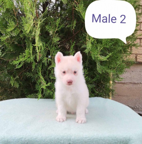 Sibi�sk� husky �t��ata