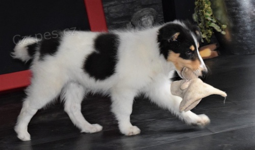 �t��ata americk� kolie