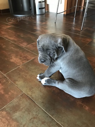 k dispozici �t��ata cane corso italiano