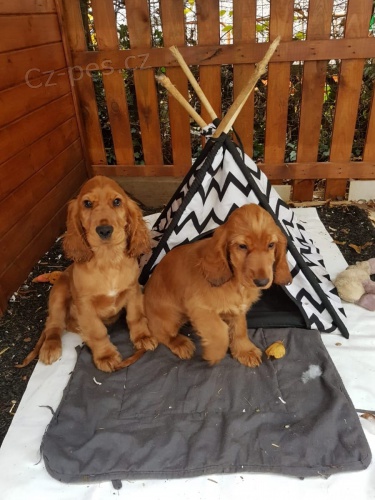 �t��ata anglick�ho kokr�pan�la zoufale tou�� po nov�ch domovech