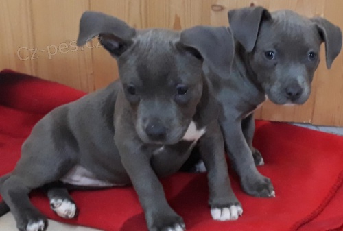 2 Americk�  Blu pitbulteri�r pro nov� domy