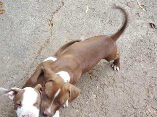 Americk� pitbulteri�r pro nov� domyi