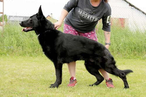 Nab�z�m ke kryt� celo�ern�ho N�meck�ho ov��ka