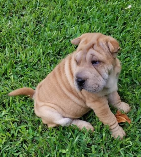 Shar Pei �t��ata k dispozici