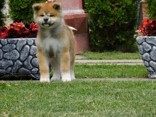 Japonsk� �t��ata Akita