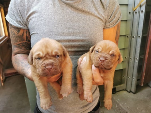 Bordeauxska Dogga dispozici jsou �t��ata