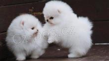 Pomeranian �t��ata k adopci