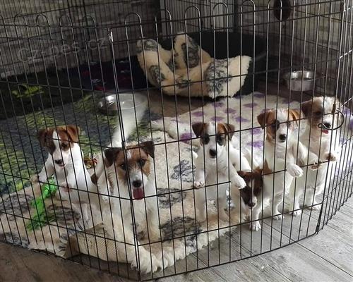 �t��ata Jack Russell teri�ra k adopci