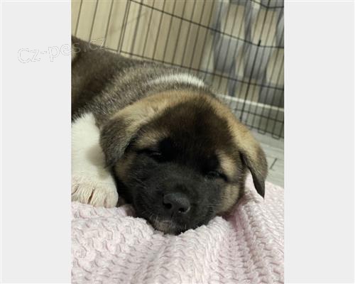 AKITA AMERICANO PRO P�IJET�