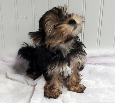 Jork��rsk� �t��ata jsou p�ipravena na nov� rodiny