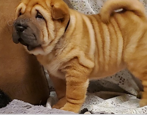 �t��ata Shar-Pei jsou p�ipravena k adopci.
