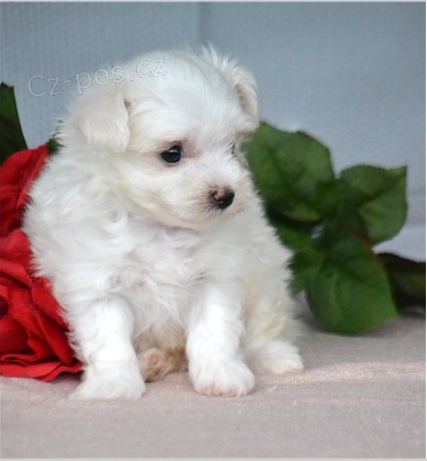 Maltsk� �t��ata jsou p�ipravena na adopci a nov� rodiny.