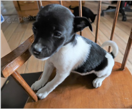 �t��ata krys jsou p�ipravena k adopci.