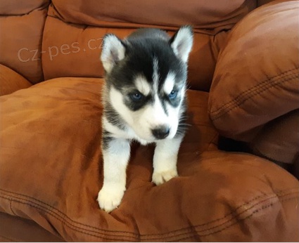 �t��ata sibi�sk�ho husky jsou p�ipravena na nov� rodiny.
