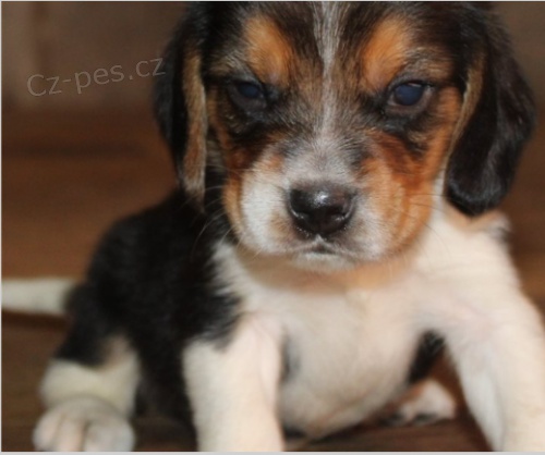 Beagle �t���tka jsou p�ipravena poznat nov� rodiny.