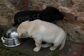 samci a samice �t��ata labradora jsou k dispozici k adopci do dobr�ch domov�. Tato �t��ata maj� 12 t�dn�, jsou v pohod� s d�tmi a jin�mi dom�c�mi mazl��ky a jsou aktu�ln� na v�ech z�b�rech.