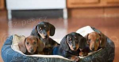 �t��ata jezev��ka jsou nyn� k dispozici Velmi dobr� osobnost, Miluje lidi, Miluje si hr�t, Dobr� pro v�echny v�ky, Velk� dom�c� mazl��ek, aktu�ln� informace o vakc�n�ch se z�znamy.