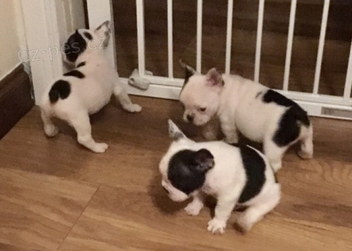 Velmi ��astn�, hrav�, rozko�n� a p��telsk� �t���tka francouzsk�ho buldo�ka p�ipraven� j�t do kr�sn�ho a sladk�ho domova pouze pro miluj�c� a pe�uj�c� osoby.