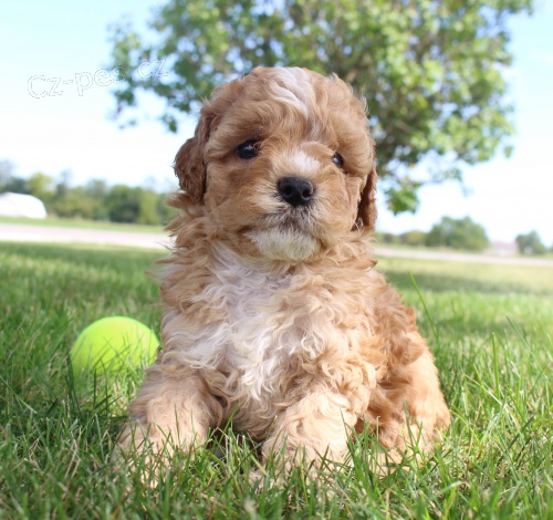 kavapoo (kaval�r king charles / pudl mix) �pan�l �t��ata, kte�� hledaj� nav�dy domovy.