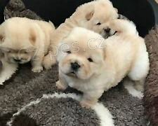 ڞasn� �t��ata chowchow� mu�sk�ho a �ensk�ho pohlav�. Tato �t��ata jsou jak dom�c�, tak i tr�novan� na no�n�k a jsou tak mil� s d�tmi.