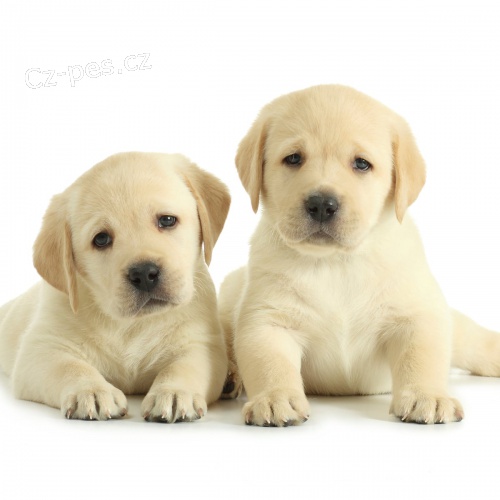 Sladk� labradorsk� �t��ata