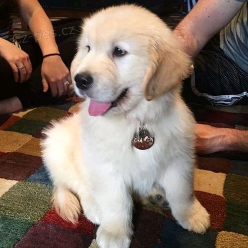 Registrovan� �t��ata zlat�ho retr�vra