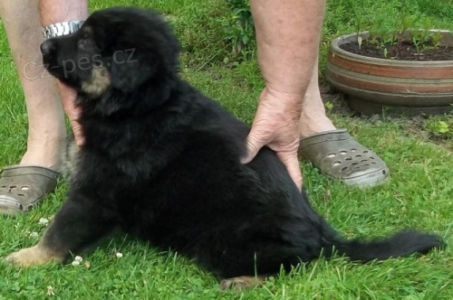 N�meck� ov��k