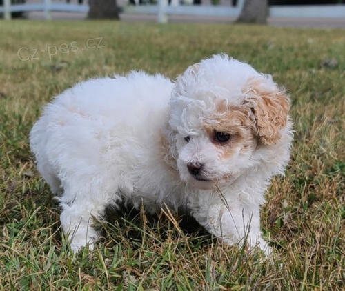 pudl� �t��ata