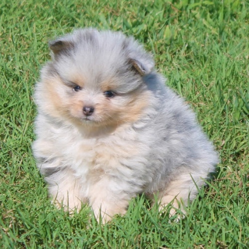 mini pomeransk tata na prodej