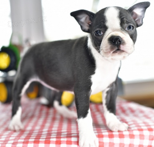 zdrav�, o�kovan� a od�erven� bostonsk� teri�r