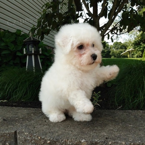 �t��ata Bichon frize jsou nyn� k dispozici a jsou p�ipravena k prodeji.