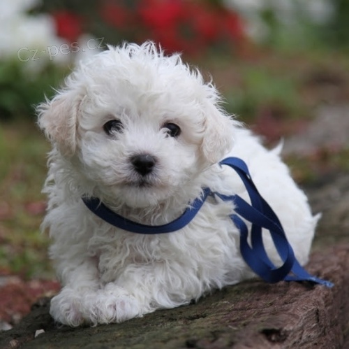 roztomil� a rozko�n� �t��ata Bichon frize jsou k dispozici a jsou p�ipravena k prodeji.
