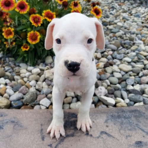 Kr�sn� a and�lsk� dogo argentinov� �t���tka na prodej.