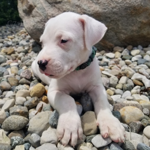 Kr�sn� a and�lsk� dogo argentinov� �t���tka na prodej.