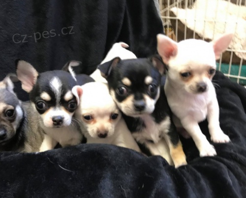 kr�sn� �ivava �t��ata. 