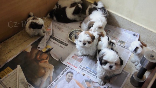 roztomil� �t���tka SHIH TZU na prodej.