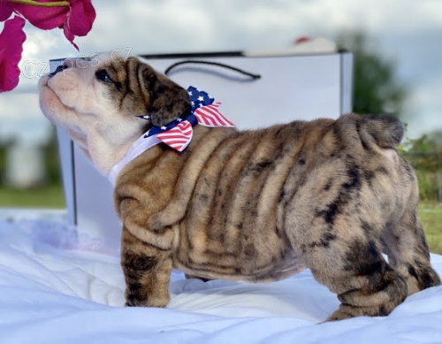 Kr�sn� a and�lsk� �t��ata anglick�ho buldoka na prodej.