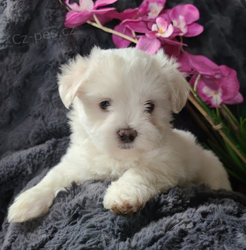 kr�sn� maltsk� �t���tka na prodej.